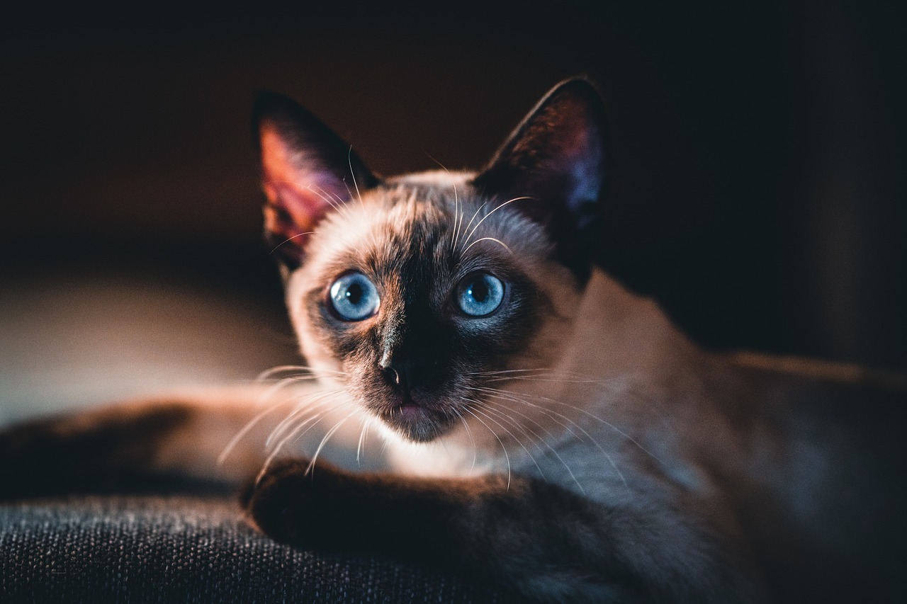 Siamese Cat Breeds