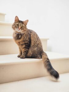 Scottish Straight Cat