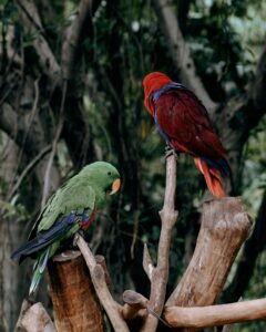 Purple Parrotlet