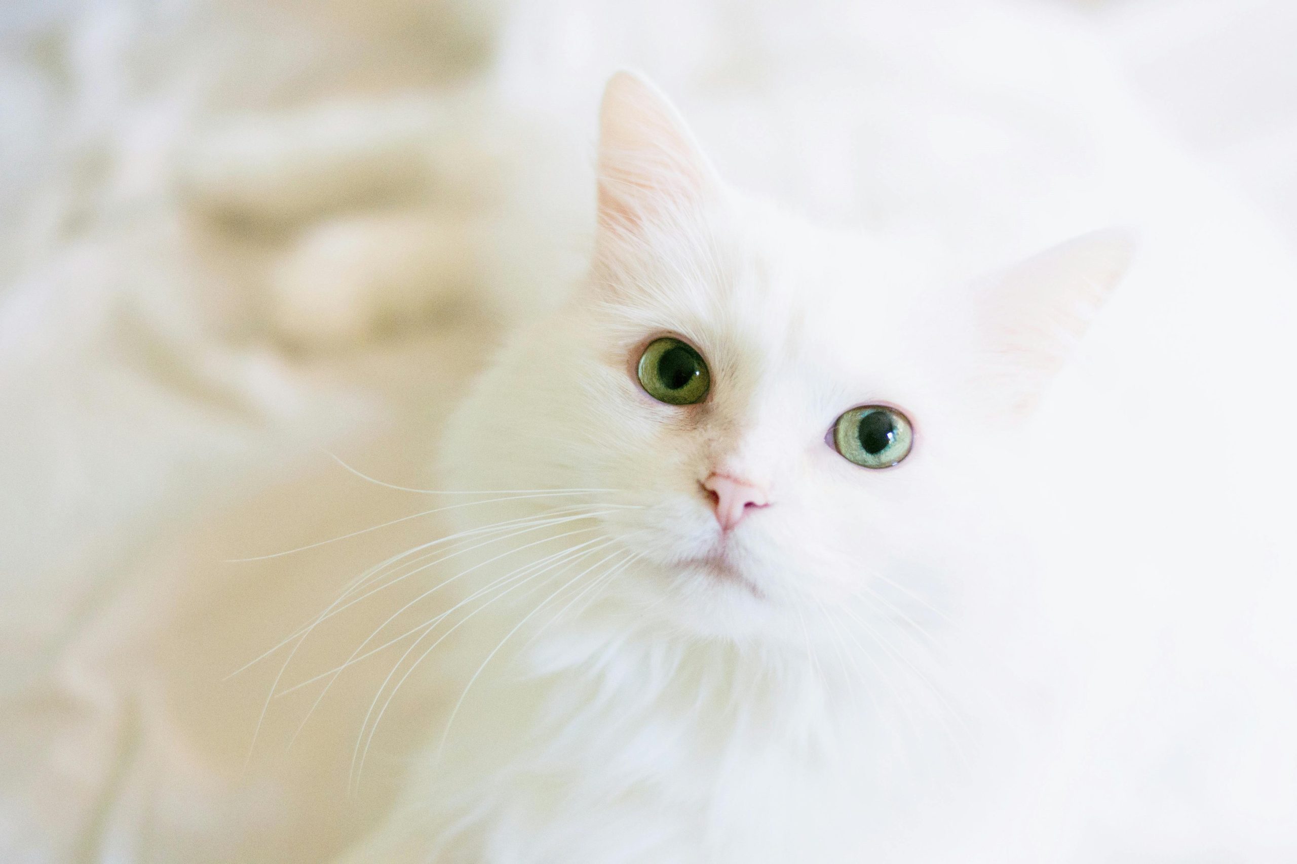 White Savannah Cat